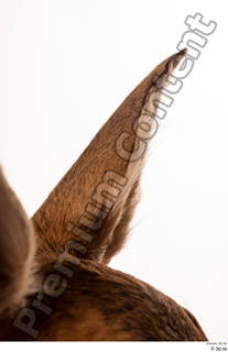 Deer Doe 2 ear 0003.jpg